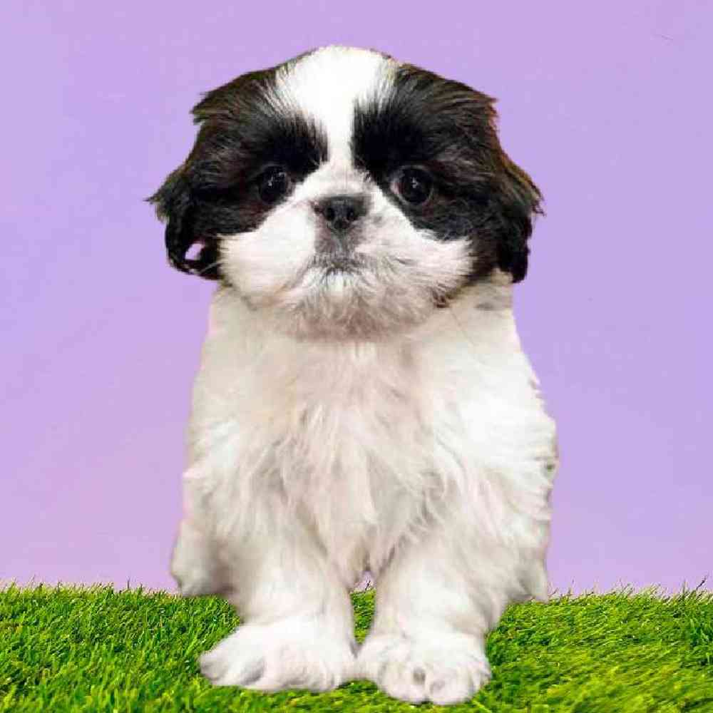 Female Shih Tzu Puppy for Sale in Puyallup, WA
