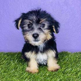 Silky Terrier/Havanese