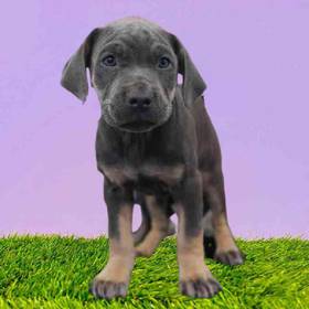 Cane Corso