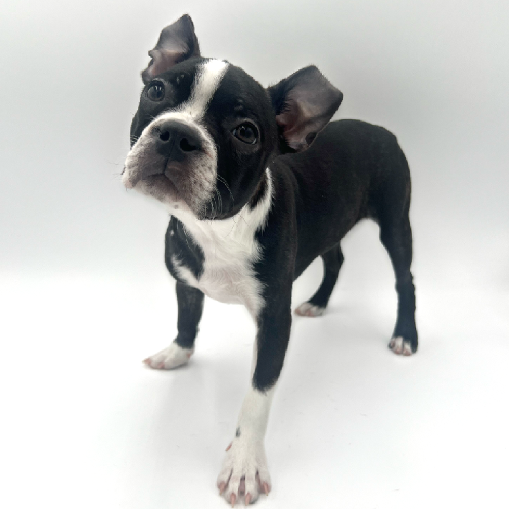 Female Boston Terrier Puppy for Sale in San Antonio, TX