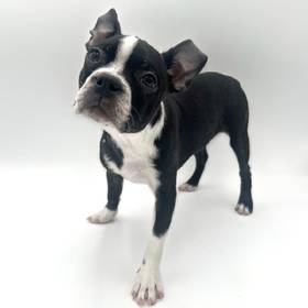 Boston Terrier