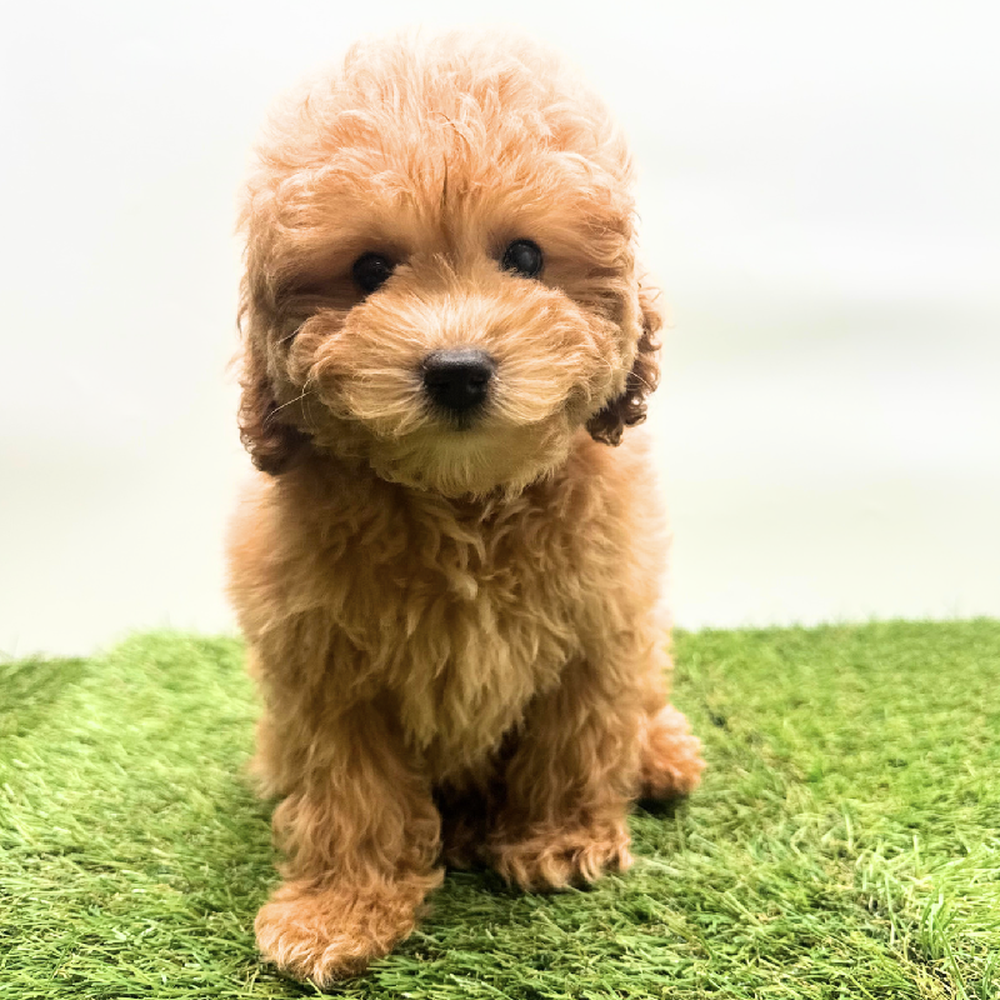 Image of a pet breed in the gallery
