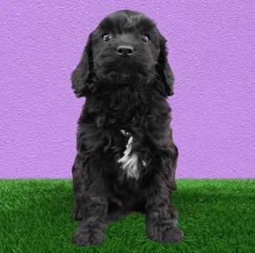 Cavapoo