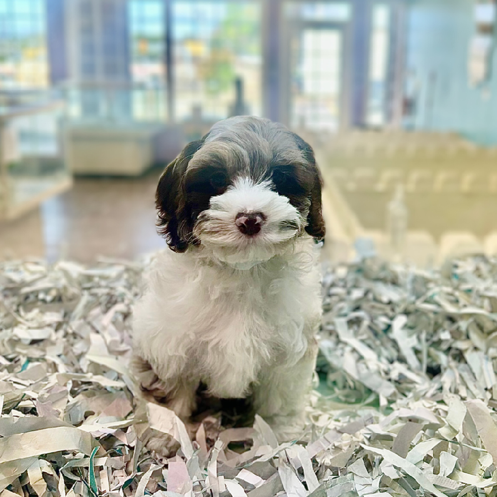 carousel pet images