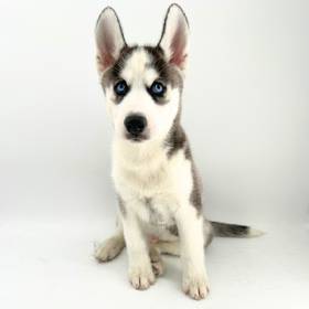 Siberian Husky