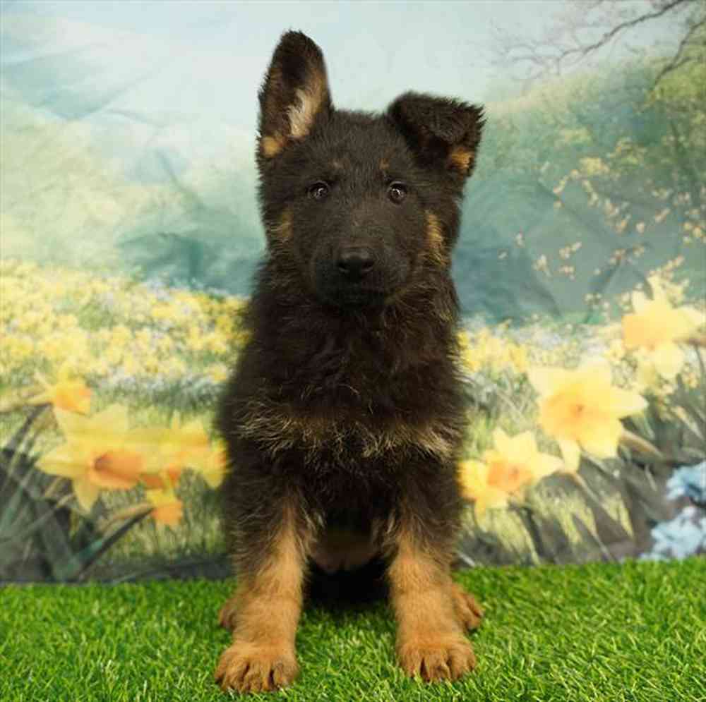 Image of a pet breed in the gallery