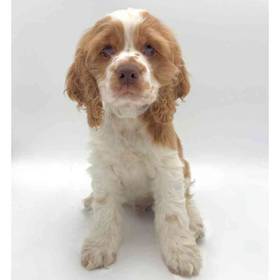 Cocker Spaniel