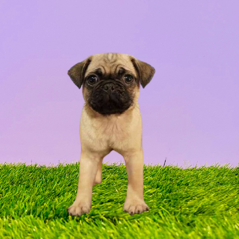 Male Pug Puppy for Sale in Marietta, GA