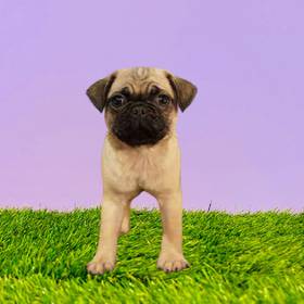 Pug