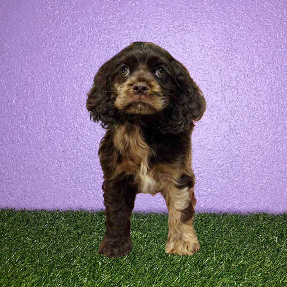 Male Cocker Spaniel Puppy for Sale in New Braunfels, TX