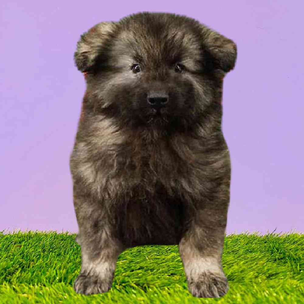 carousel pet images