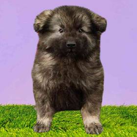 Keeshond