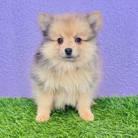 Pomeranian