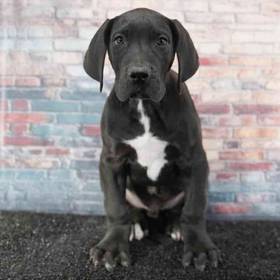 Great Dane