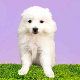 American Eskimo