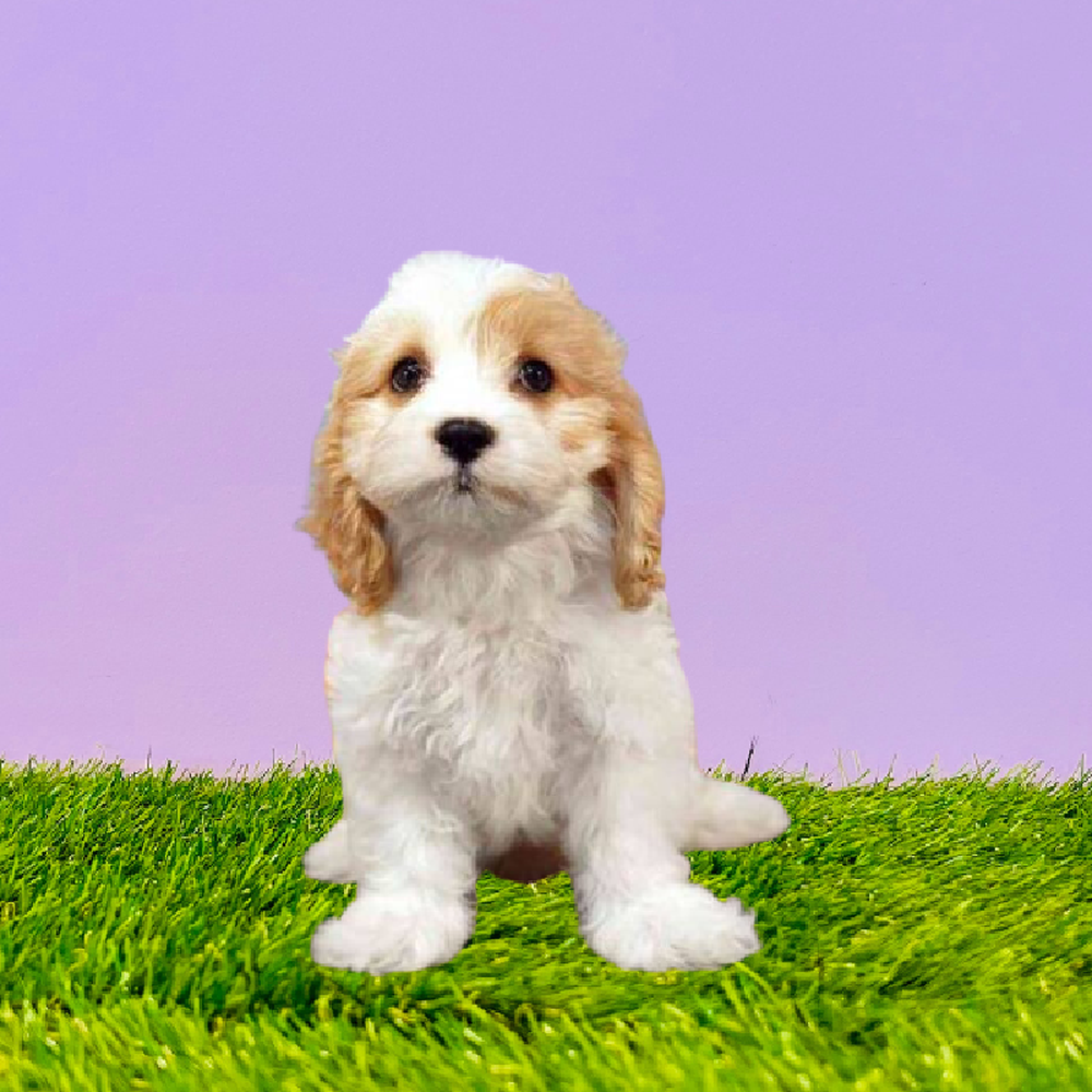 Male Cavachon Puppy for Sale in Marietta, GA