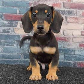 Dachshund
