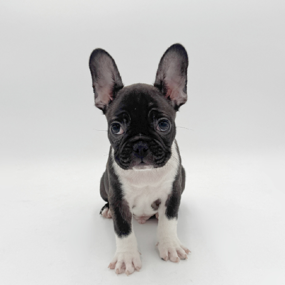 Image of a pet breed in the gallery