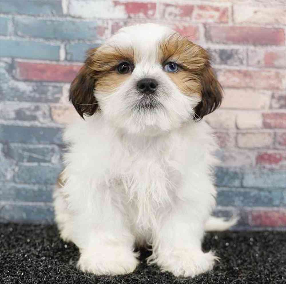carousel pet images