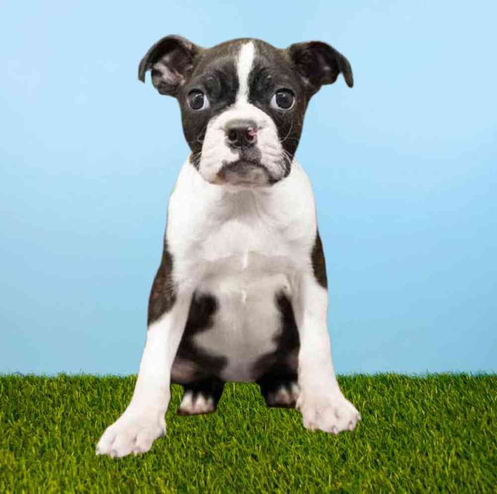carousel pet images