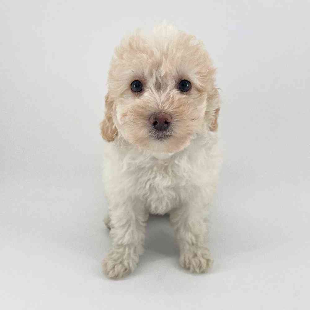 Image of a pet breed in the gallery