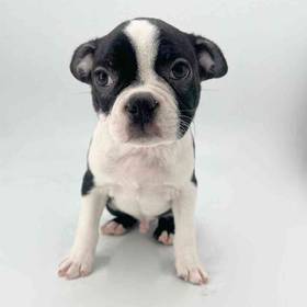Boston Terrier
