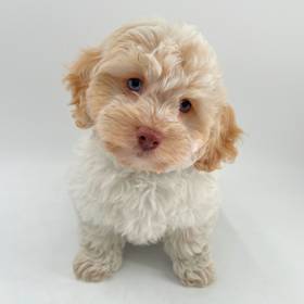 2nd Gen Cockapoo