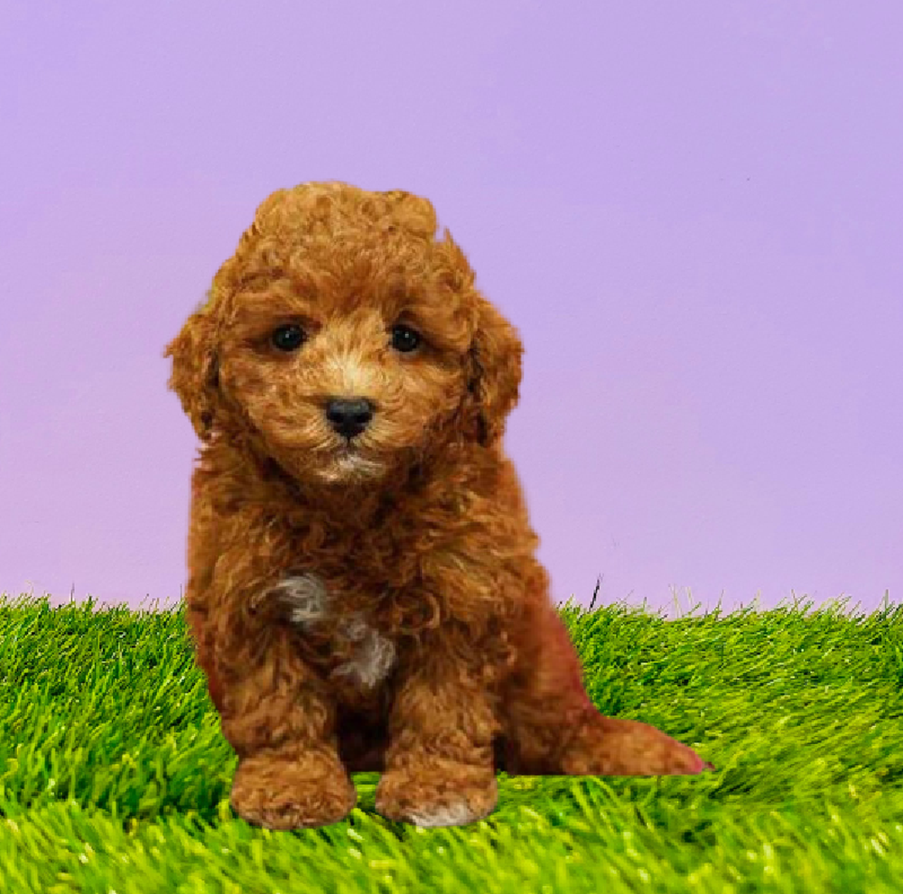 Male Poodle Puppy for Sale in Marietta, GA