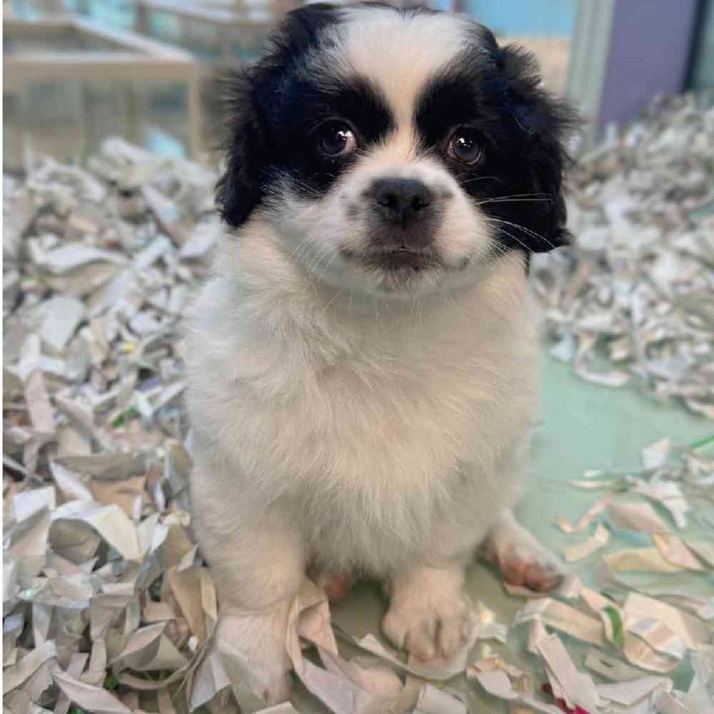 pet breed image