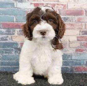 Cockapoo