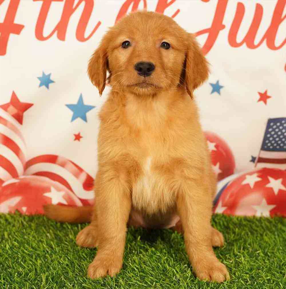 Image of a pet breed in the gallery
