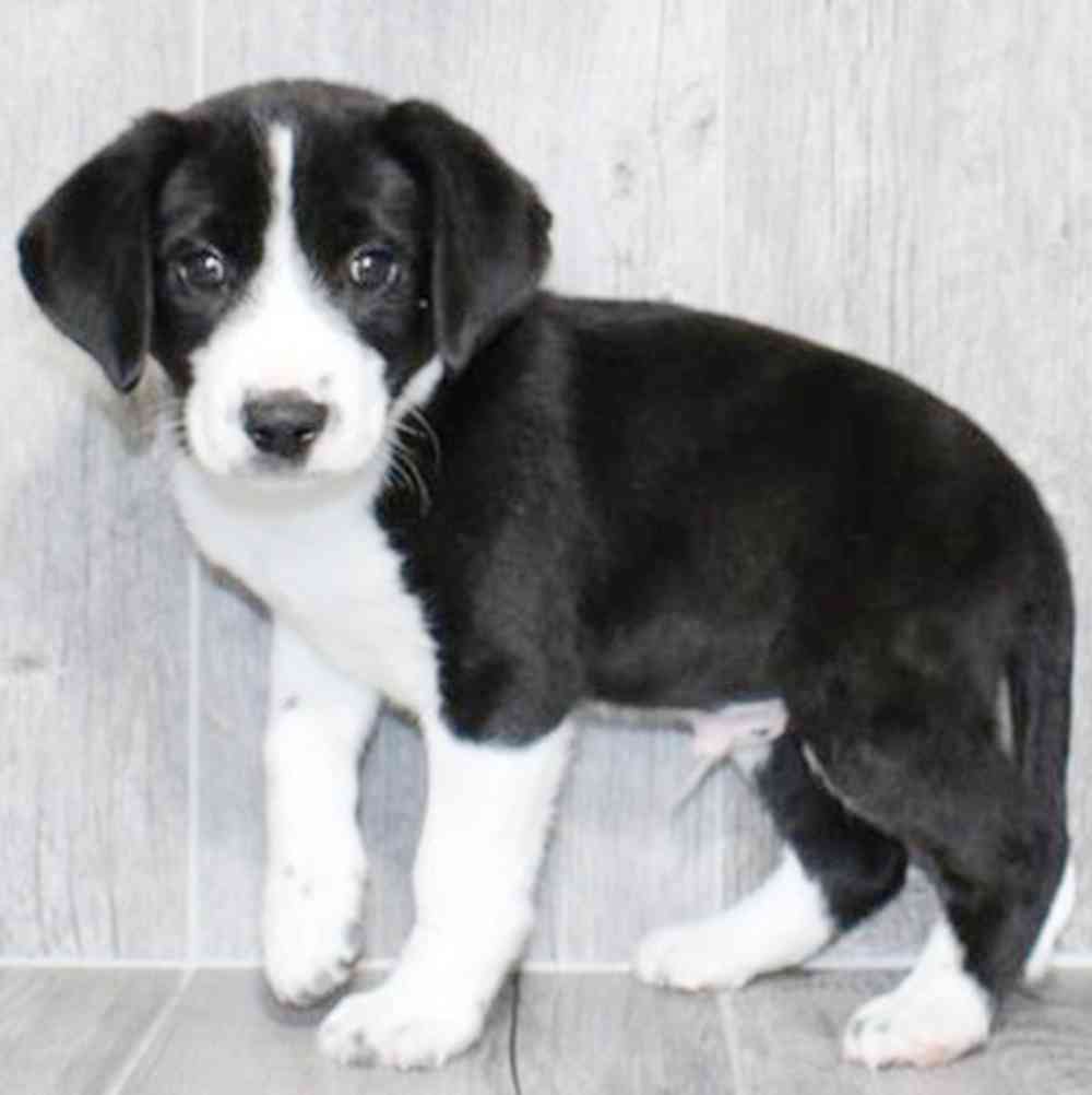pet breed image