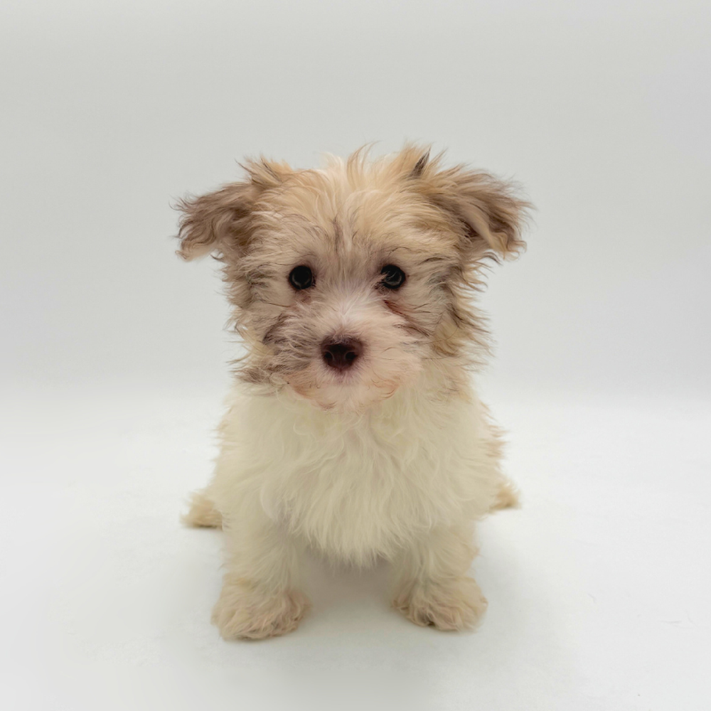 pet breed image