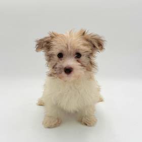 Havanese