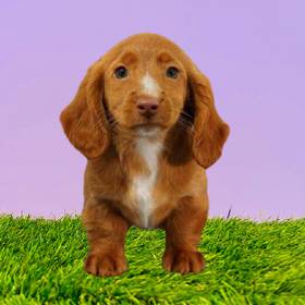 Dachshund