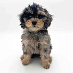 2nd Gen Cockapoo