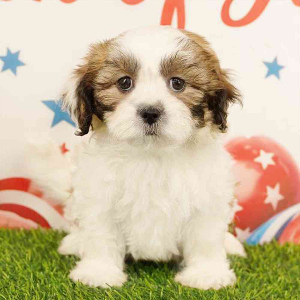 Image of a pet breed in the gallery
