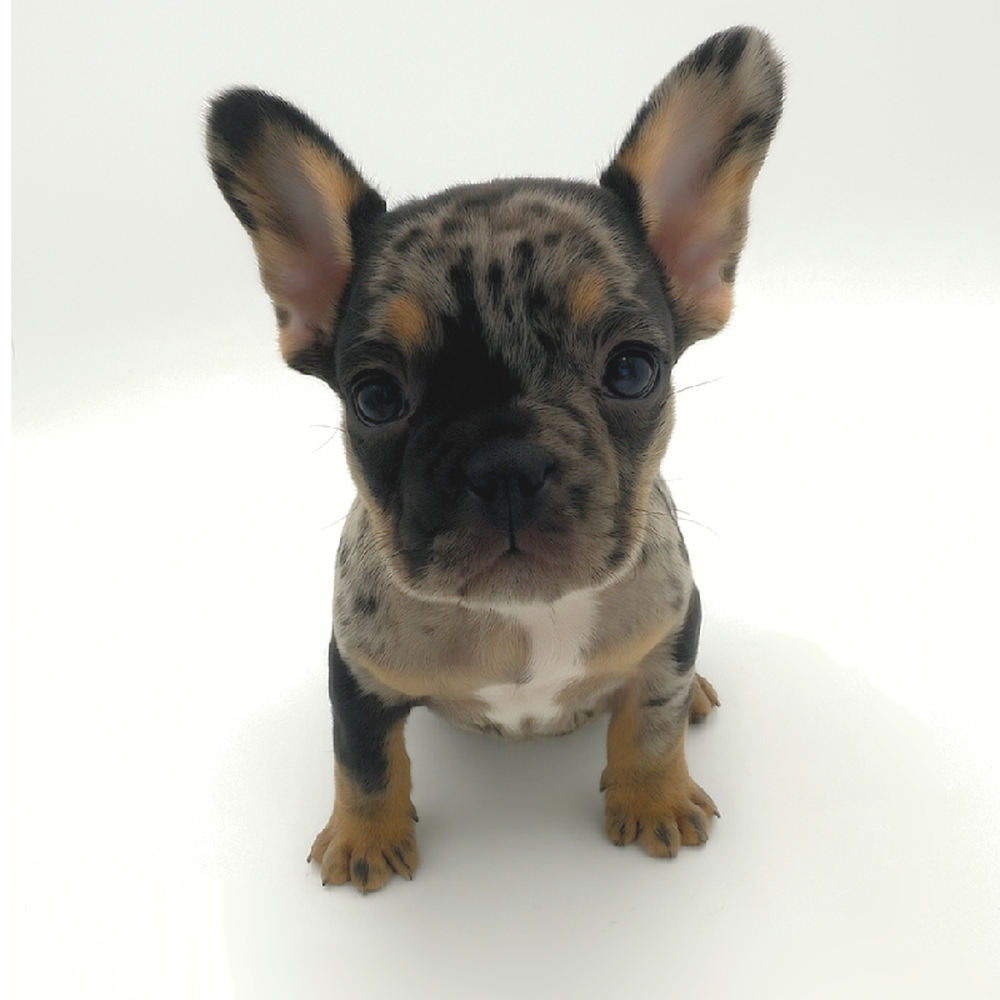 pet breed image