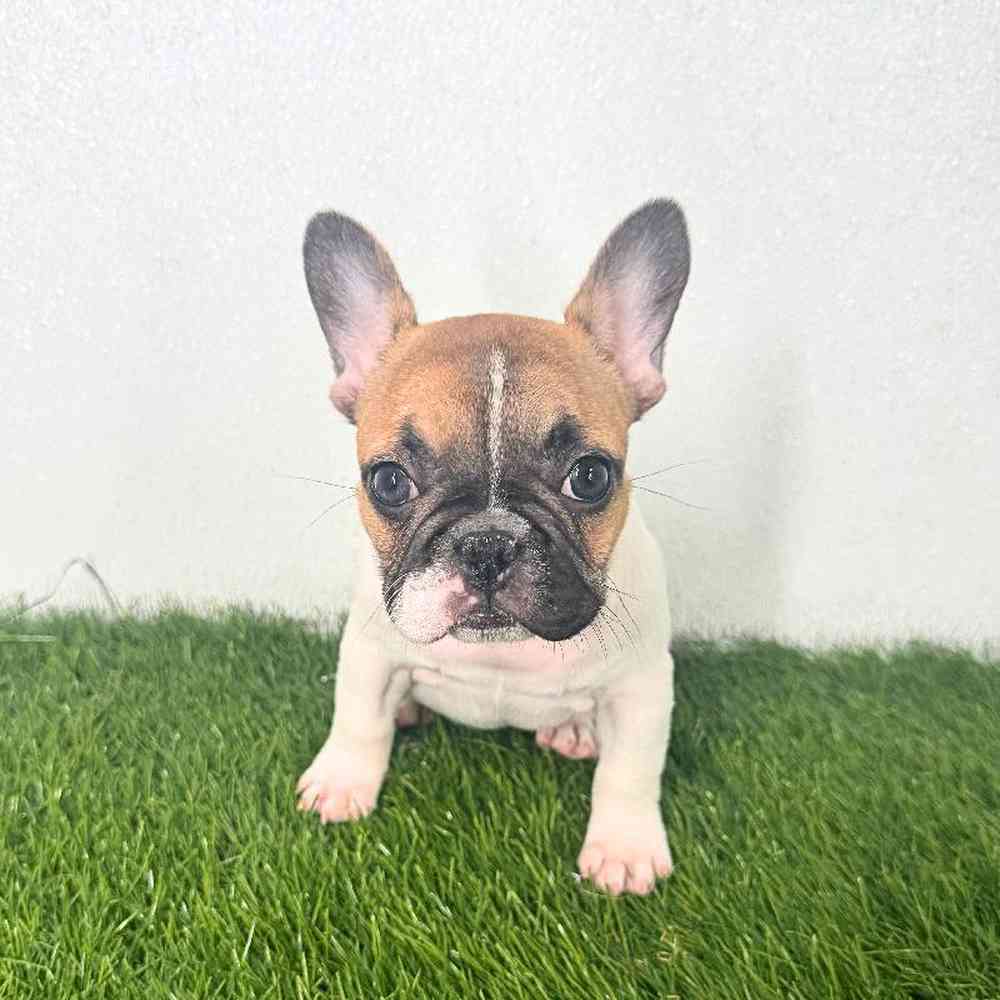 Image of a pet breed in the gallery