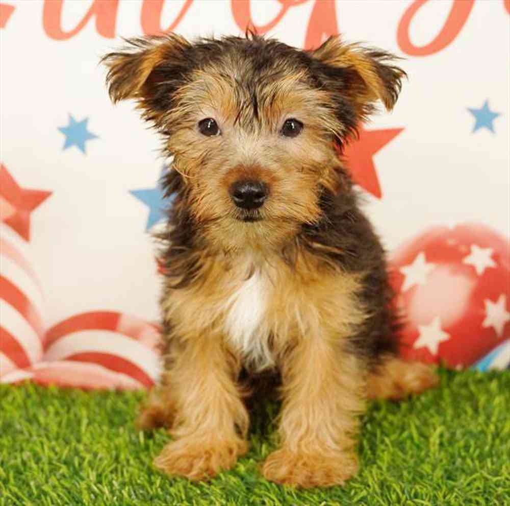 Image of a pet breed in the gallery