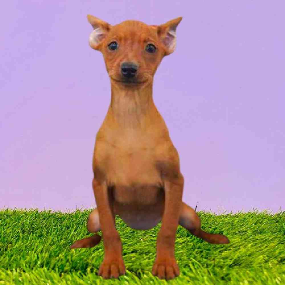 carousel pet images