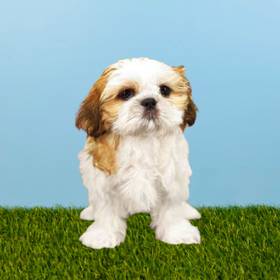 Shih Tzu