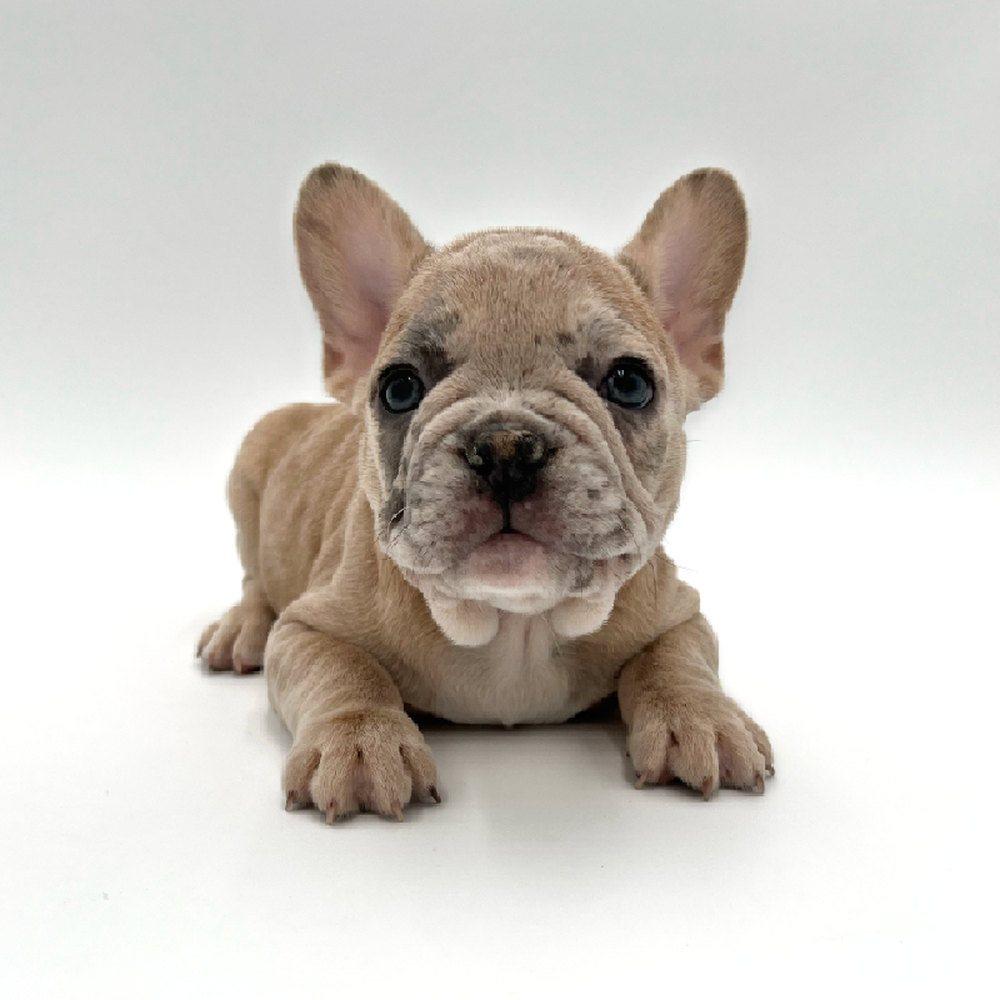 Male French Bulldog Puppy for Sale in San Antonio, TX