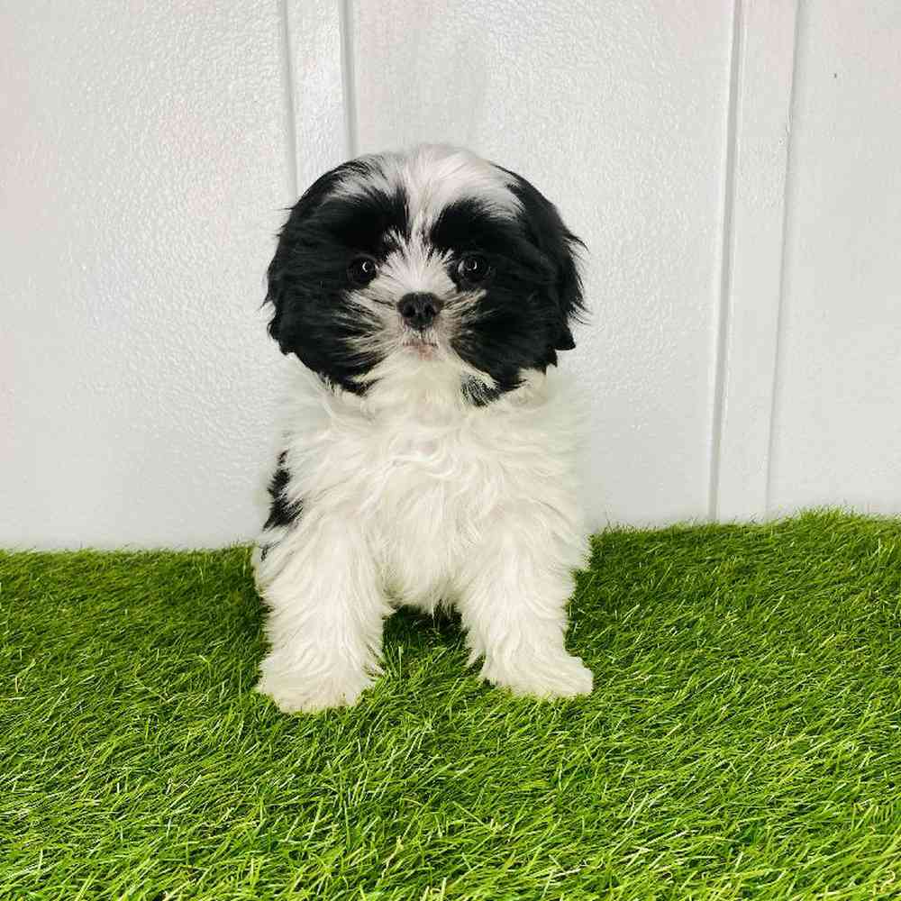 Image of a pet breed in the gallery