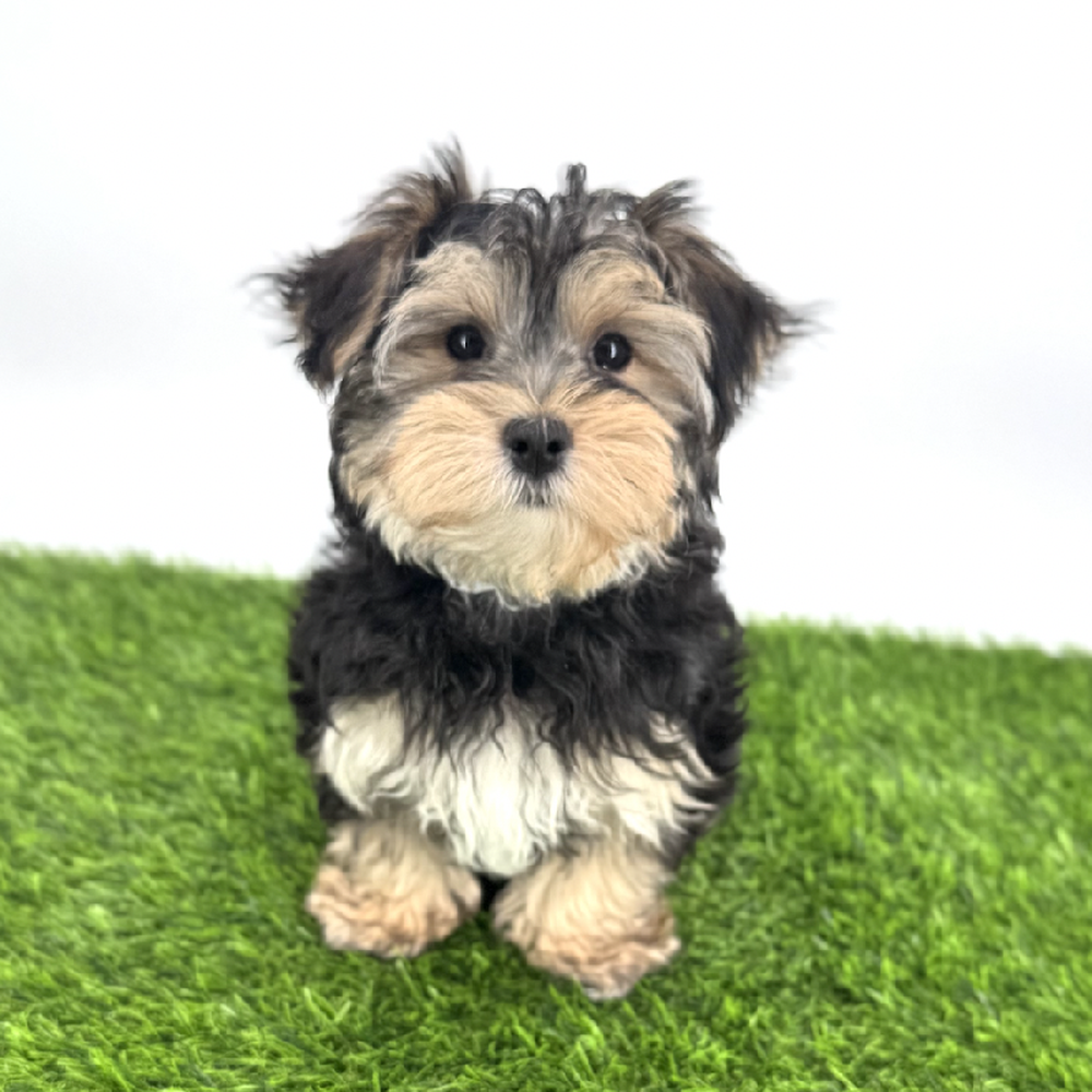 Image of a pet breed in the gallery