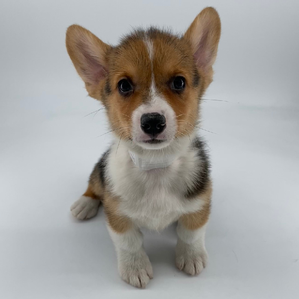 carousel pet images