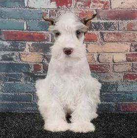 Mini Schnauzer
