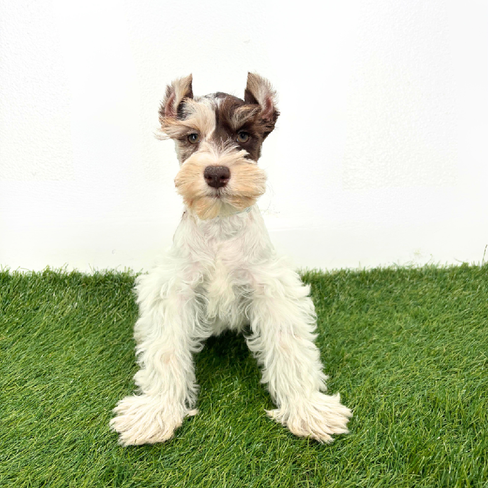 Image of a pet breed in the gallery