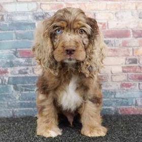 Cocker Spaniel