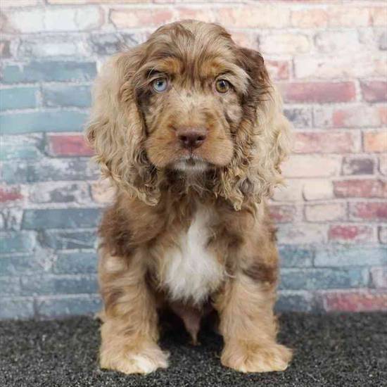 Cocker Spaniel